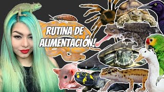 ALIMENTANDO A 100 DE MIS MASCOTAS! (que le doy a tantos?!)