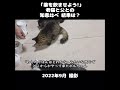 薬を飲んで欲しい父と飲みたくないボルちゃんとの知恵比べ【保護猫・老猫】 初老夫婦とねこ 保護猫 老猫 多頭飼い 元野良猫 shorts