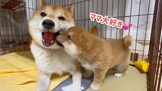 柴犬子犬が母柴犬に甘噛みする仕草が可愛い！