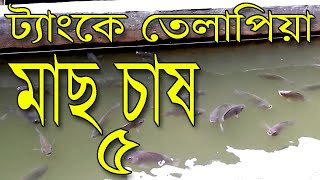 ট্যাংকে তেলাপিয়া মাছ চাষ ৫ । বায়োফ্লক বা অক্সিজেন ছাড়া  তেলাপিয়া মাছ চাষ । মাছওয়ালা The Fisherman