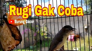 Pancingan Suara Burung Prenjak Daun NTB Sukses Bikin Burung Lain Ikut Bunyi _ Burung Gacor