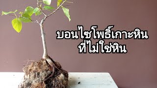 Bonsai Ficus religiosa บอนไซโพธิ์เกาะหิน:ที่ไม่ใช่หิน