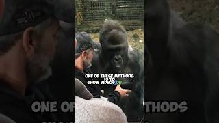 Gorillas Reacting to Videos on Visitors' Phones: A Fascinating Encounter