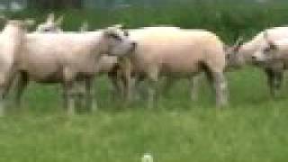 The Dutch Texel breed - Van Deijne