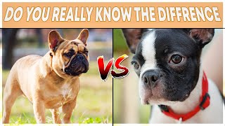 French Bulldog VS Boston Terrier. Which one is the right for you?