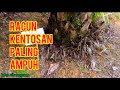 RACUN Paling AMPUH Membasmi Gulma Kentosan