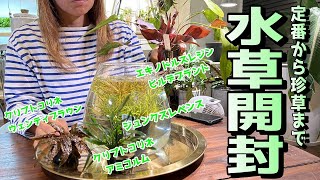 【アクアリウム】水草開封の儀（定番水草から珍草まで水草を観察してみよう）