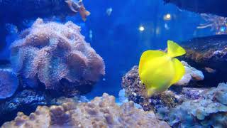 Colorful marine fishes inside an aquarium - Sea life Free Stock Video Footage
