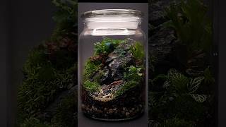 Making a moss terrarium