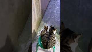 小猫咪能有什么坏心思它只想被爱 你的猫孩子也是这样玩吗😂😂😂😄 谁能拒绝傻憨憨的小猫咪 oi小猫有点火热啊 萌宠出道计划