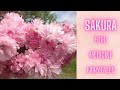 Sakura - Mythology & Medicine (Cherry Blossom Tea & Cookies!)