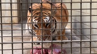 アムールトラ　ソーンくん　お肉を美味しそうに食べています　【浜松市動物園】Amur tiger Son-kun Hamamatsu Zoo