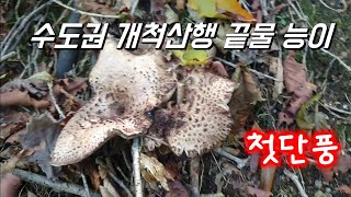 [고산식물 TV] 수도권 능이산지 끝물 능이와 내년 능이자리 확보~~((첫단풍,노루궁뎅이,지의류))