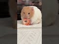 funny hamster 🐹 hamsters funny animals cute