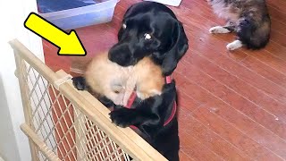 A Cat Gives Birth To 7 Kittens, And Then The Family Dog Does Something That Surprises Thousands Of P