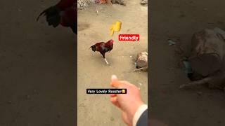 Very Friendly Rooster | My Lovely Chicken🐓#shorts #rooster #birds #youtubeshorts