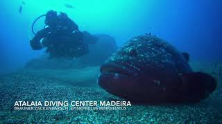 Tauchen Madeira, Atalaia Diving Center, Brauner Zackenbarsch 4