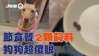 狗狗看到「節食餐」好錯愕！主人只給2科飼料...米克斯瞪大眼皺眉覺得被欺負XD｜測試｜反應｜寵物