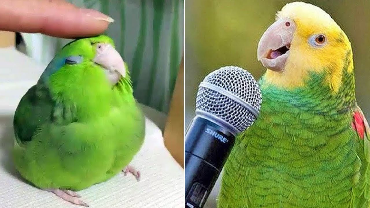 Smart And Funny Parrots Parrot Talking Videos Compilation 2024 Cute
