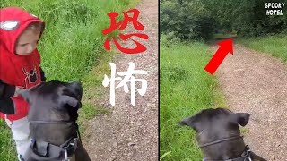 【世界最恐映像】 犬が遭遇した恐怖 4選