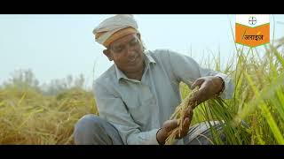 Arize 6555 ST: Hybrid Rice Seed Production - Rice Farming Testimonial By Om Prakash Gupta