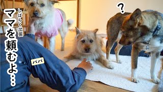 パパがしばらくいなくなる日＆ママと犬たちの４匹生活がスタート！