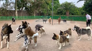 Akita Americano el rey del parque junto a Husky siberiano, Golden retriever, perro peruano, etc.