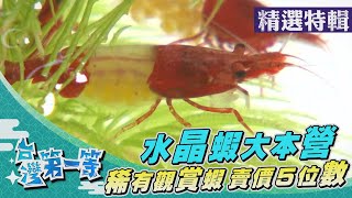 台灣第一等【水中活寶石 錦鯉大王飆天價／屏東水族王國 稀有水晶蝦大本營】 _精選特輯