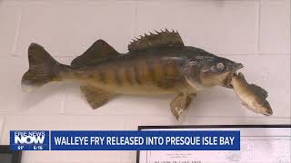 Walleye Fry Released into Presque Isle Bay