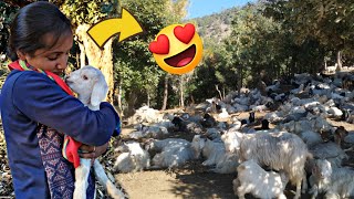 A Day When I met Himalayan Shepherd | गद्दी/घुमंतु चरवाहों से बातचीत | Shepherd Lifestyle | VLOG |