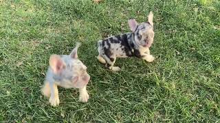 Lilac and tan / chocolate and tan males both carry cream no pied no brindle Frenchie’s