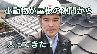 【屋根調査】小動物が屋根の隙間から入ってきた！