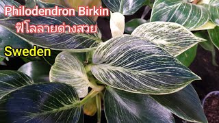 ฟิโลเดนดรอนเบอร์กิ้น Philodendron Birkin ไม้ใบลายสวย มีลายเขียวขาวแดง เสริมมงคล ฟอกอากาศ ท้อป10นิยม