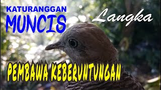 Perkutut Katuranggan Muncis dan Mitosnya.