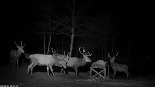 Hirv 2019-02-24  Stags 20:37