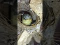 tailor bird chick