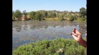 toranmal lotus dam nandurbar  maharashtra.AVI