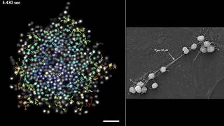 ASCB Celldance 2017 — “Neisseria meningitidis: at home inside human capillaries” Guillaume Duménil