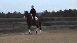 Havana 2008 Oldenburg/Trakehner W/T/C on a loose rein