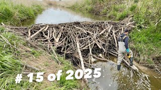 Beaver Dam Removal 2025 TOP 15 LIST # 15