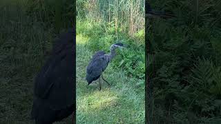 Great blue heron … Are U upset ? アオサギ 羽毛 逆立ってるやん #birds #野鳥