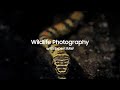 Galaxy S22: Wildlife Photography with Expert RAW | Samsung