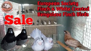 European Society Finch \u0026 White Crested Bengalese Finch Birds For Sale||Sale||Sale.