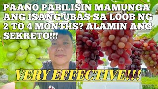 PAANO PABILISIN MAMUNGA ANG ISANG UBAS SA LOOB NG 2 TO 4 MONTHS? ALAMIN ANG SEKRETO!!!