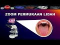 ZOOM PERMUKAAN LIDAH DENGAN MIKROSKOP/TONGUE UNDER MICROSCOPE - DIRGA BIOLOGY CHANNEL