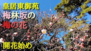 皇居東御苑 梅林坂の梅の花 開花始め　2022年1月4日撮影