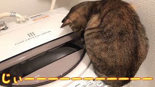 洗濯機が気になる猫が可愛いとです