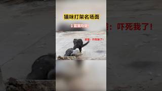 猫咪打架名场面！蓝猫居然打败了狸花猫！#cat #cute #funny #shorts #catvideos