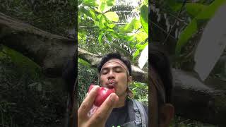 Mencari buah Hutan