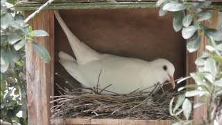 【手品の鳩】ジュズカケバトの鳴き声【銀鳩】